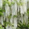 Snow Showers White Wisteria - 3 Gallon Pot -Wilson Bros Gardens Wisteria Snow Showers 500x750 1