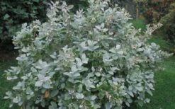 Woodlanders Blue Dusty Zenobia (Honeycup) - 3 Gallon Pot -Wilson Bros Gardens Zenobia Woodlanders Blue 20