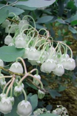 Woodlanders Blue Dusty Zenobia (Honeycup) - 3 Gallon Pot -Wilson Bros Gardens Zenobia Woodlanders Blue 7