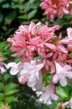 Canyon Creek Abelia - 3 Gallon Pot -Wilson Bros Gardens abelia grandiflora canyon creek 3
