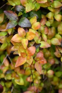 Canyon Creek Abelia - 3 Gallon Pot -Wilson Bros Gardens abelia grandiflora canyon creek 4