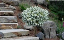 Ice Breaker Korean Fir (Single Trunk Topiary) - 3 Gallon Pot -Wilson Bros Gardens abies koreana kouhouts ice breaker korean fir 2 1