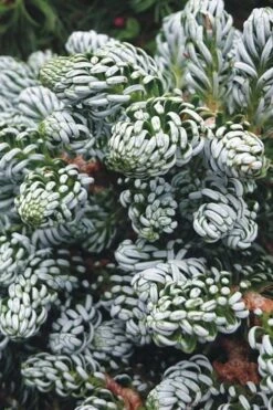 Ice Breaker Korean Fir (Single Trunk Topiary) - 2 Gallon Pot -Wilson Bros Gardens abies koreana kouhouts ice breaker korean fir 3