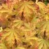 Anne Irene Japanese Maple - 3 Gallon Pot -Wilson Bros Gardens acer palmatum anne irene japanese maple 2