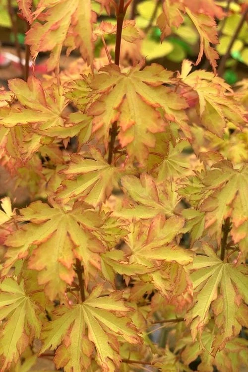 Anne Irene Japanese Maple - 3 Gallon Pot 3 Anne Irene Japanese Maple - 3 Gallon Pot