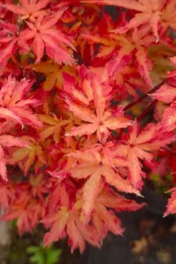 Anne Irene Japanese Maple - 3 Gallon Pot 17 Anne Irene Japanese Maple - 3 Gallon Pot -Wilson Bros Gardens acer palmatum anne irene japanese maple 5