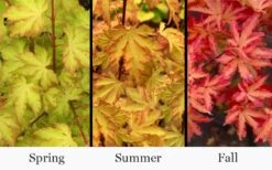 Anne Irene Japanese Maple - 3 Gallon Pot 13 Anne Irene Japanese Maple - 3 Gallon Pot -Wilson Bros Gardens acer palmatum anne irene japanese maple 6