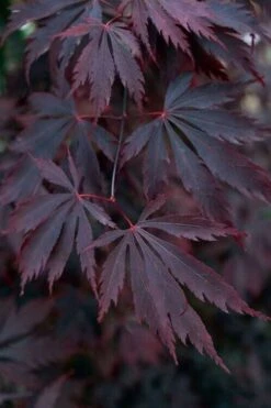 Black Lace Japanese Maple - 6 Gallon Pot -Wilson Bros Gardens acer palmatum black lace japanese maple 1