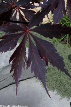 Black Lace Japanese Maple - 6 Gallon Pot -Wilson Bros Gardens acer palmatum black lace japanese maple 3