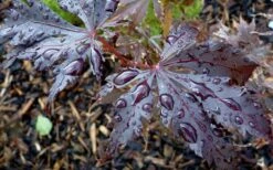 Black Lace Japanese Maple - 6 Gallon Pot -Wilson Bros Gardens acer palmatum black lace japanese maple 4