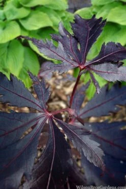 Black Lace Japanese Maple - 6 Gallon Pot -Wilson Bros Gardens acer palmatum black lace japanese maple 5