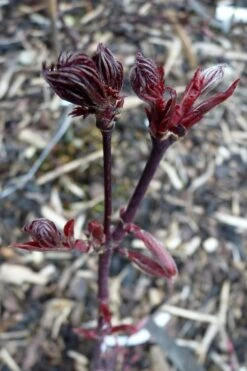 Black Lace Japanese Maple - 6 Gallon Pot -Wilson Bros Gardens acer palmatum black lace japanese maple 8
