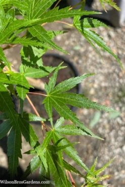 Corvallis Broom Dwarf Coral Bark Japanese Maple - 3 Gallon Pot -Wilson Bros Gardens acer palmatum corvallis broom dwarf coral bark japanese maple 5