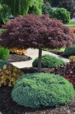Crimson Queen Dwarf Japanese Maple (High Graft Tree Form) - 2 Gallon Pot -Wilson Bros Gardens acer palmatum dissectum crimson queen high graft tree form formal