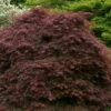 Crimson Queen Dwarf Japanese Maple - 2 Gallon Pot 2 Crimson Queen Dwarf Japanese Maple - 2 Gallon Pot -Wilson Bros Gardens acer palmatum dissectum crimson queen low graft shrub form 1