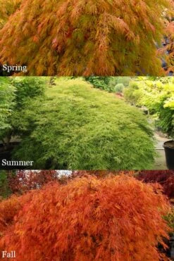 Otto's Dissectum Japanese Maple (Acer Palmatum) - 5 Gallon Pot -Wilson Bros Gardens acer palmatum dissectum ottos japanese maple 2