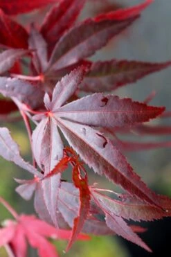 Dragon Tears Japanese Maple - 3 Gallon Pot -Wilson Bros Gardens acer palmatum dragon tears japanese maple 1