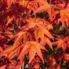 Dragon Tears Japanese Maple - 3 Gallon Pot -Wilson Bros Gardens acer palmatum dragon tears japanese maple 5