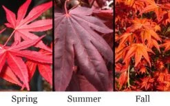 Dragon Tears Japanese Maple - 3 Gallon Pot -Wilson Bros Gardens acer palmatum dragon tears japanese maple 6