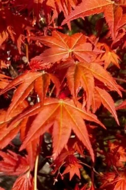 Dragon Tears Japanese Maple - 3 Gallon Pot -Wilson Bros Gardens acer palmatum dragon tears japanese maple 7