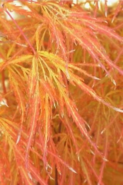 Edgewood's Golden Japanese Maple - 3 Gallon Pot 11 Edgewood's Golden Japanese Maple - 3 Gallon Pot -Wilson Bros Gardens acer palmatum edgewoods golden 1
