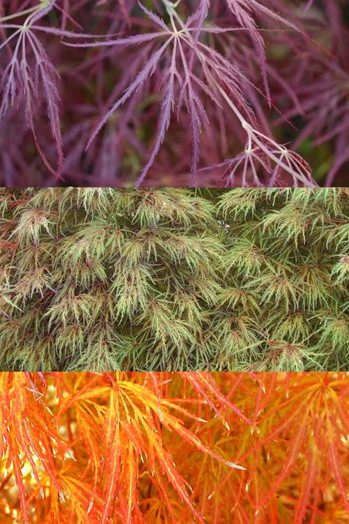 Edgewood's Golden Japanese Maple - 3 Gallon Pot 6 Edgewood's Golden Japanese Maple - 3 Gallon Pot - Image 4