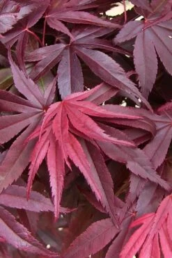 Emperor 1 Japanese Maple - 5 Gallon Pot (4'-5') -Wilson Bros Gardens acer palmatum emperor 1 japanese maple 20