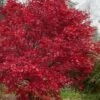 Emperor 1 Japanese Maple - 5 Gallon Pot (4'-5') -Wilson Bros Gardens acer palmatum emperor 1 japanese maple 21