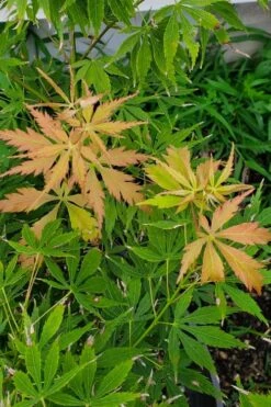 Fascination Japanese Maple - 3 Gallon Pot -Wilson Bros Gardens acer palmatum fascination japanese maple summer color 1