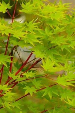 Fjellheim Dwarf Coral Bark Japanese Maple - 3 Gallon Pot 12 Fjellheim Dwarf Coral Bark Japanese Maple - 3 Gallon Pot -Wilson Bros Gardens acer palmatum fhellheim dwarf coral bark japanese maple 5