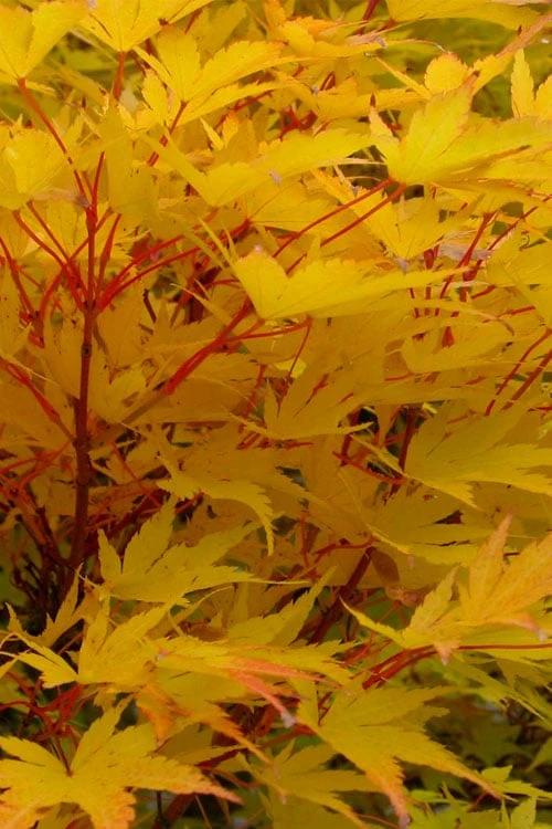 Fjellheim Dwarf Coral Bark Japanese Maple - 3 Gallon Pot 7 Fjellheim Dwarf Coral Bark Japanese Maple - 3 Gallon Pot - Image 5