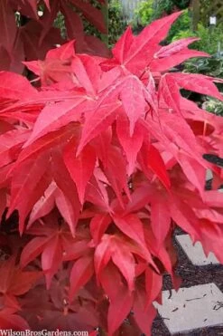 Gable's Glory Chameleon Japanese Maple - 3 Gallon Pot -Wilson Bros Gardens acer palmatum gables glory japanese maple 2