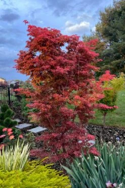 Gable's Glory Chameleon Japanese Maple - 1 Gallon Pot -Wilson Bros Gardens acer palmatum gables glory japanese maple 6 1
