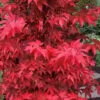 Gable's Glory Chameleon Japanese Maple - 3 Gallon Pot 2 Gable's Glory Chameleon Japanese Maple - 3 Gallon Pot -Wilson Bros Gardens acer palmatum gables glory japanese maple 8