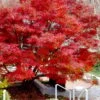Glowing Embers Japanese Maple - 7 Gallon Pot (7'+) -Wilson Bros Gardens acer palmatum glowing embers japanese maple 20