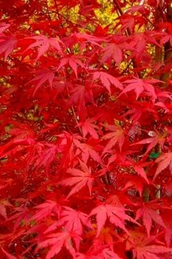 Glowing Embers Japanese Maple - 7 Gallon Pot (7'+) 18 Glowing Embers Japanese Maple - 7 Gallon Pot (7'+) -Wilson Bros Gardens acer palmatum glowing embers japanese maple 22