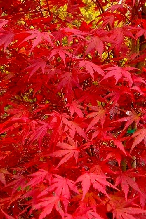 Glowing Embers Japanese Maple - 7 Gallon Pot (7'+) 10 Glowing Embers Japanese Maple - 7 Gallon Pot (7'+) - Image 8
