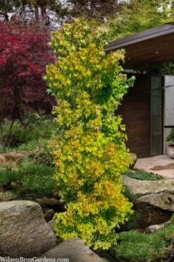 Skyscraper Columnar Japanese Maple - 1 Gallon Pot -Wilson Bros Gardens acer palmatum green pillar japanese maple 1