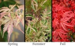 Hana Tsukasa Japanese Maple - 3 Gallon Pot (4-5') -Wilson Bros Gardens acer palmatum hana tsukasa japanese maple 1