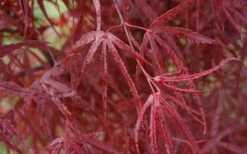 Hubb's Red Willow Japanese Maple - 3 Gallon Pot 13 Hubb's Red Willow Japanese Maple - 3 Gallon Pot -Wilson Bros Gardens acer palmatum hubbs red willow japanese maple 3