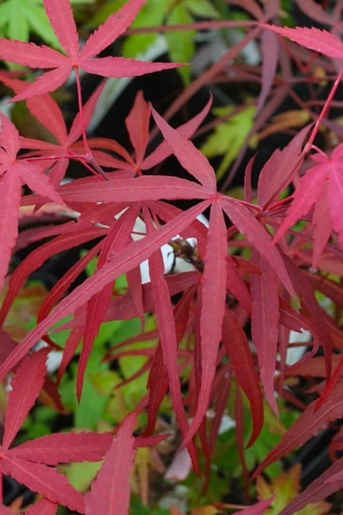 Hubb's Red Willow Japanese Maple - 3 Gallon Pot 6 Hubb's Red Willow Japanese Maple - 3 Gallon Pot - Image 4