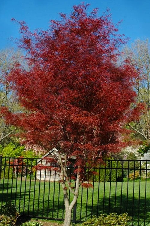 Hubb's Red Willow Japanese Maple - 3 Gallon Pot 3 Hubb's Red Willow Japanese Maple - 3 Gallon Pot