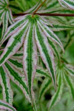 Ikandi Japanese Maple - 3 Gallon Pot (4-5') 19 Ikandi Japanese Maple - 3 Gallon Pot (4-5') -Wilson Bros Gardens acer palmatum ikandi japanese maple 10