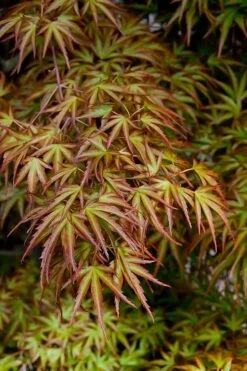 Eagle's Claw Japanese Maple - (Acer Palmatum 'Kamagata') - 2 Gallon Pot -Wilson Bros Gardens acer palmatum kamagata eagles claw japanese maple 2