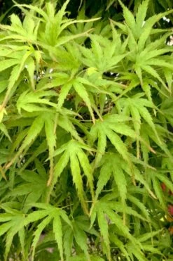 Eagle's Claw Japanese Maple - (Acer Palmatum 'Kamagata') - 2 Gallon Pot -Wilson Bros Gardens acer palmatum kamagata eagles claw japanese maple 3