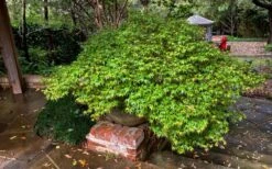 Kiyohime Spreading Japanese Maple - 2 Gallon Pot -Wilson Bros Gardens acer palmatum kiyohime dwarf japanese maple 11