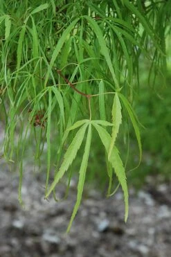 Koto No Ito Japanese Maple - 3 Gallon Pot -Wilson Bros Gardens acer palmatum koto no ito japanese maple 10
