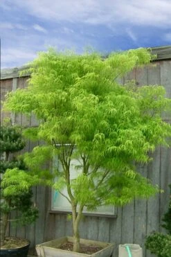 Koto No Ito Japanese Maple - 3 Gallon Pot -Wilson Bros Gardens acer palmatum koto no ito japanese maple 12