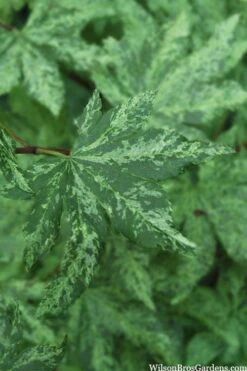 Kumoi Nishiki Japanese Full Moon Maple - 3 Gallon Pot -Wilson Bros Gardens acer palmatum kumoi nishiki 1 1