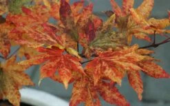 Kumoi Nishiki Japanese Full Moon Maple - 3 Gallon Pot -Wilson Bros Gardens acer palmatum kumoi nishiki 12 1